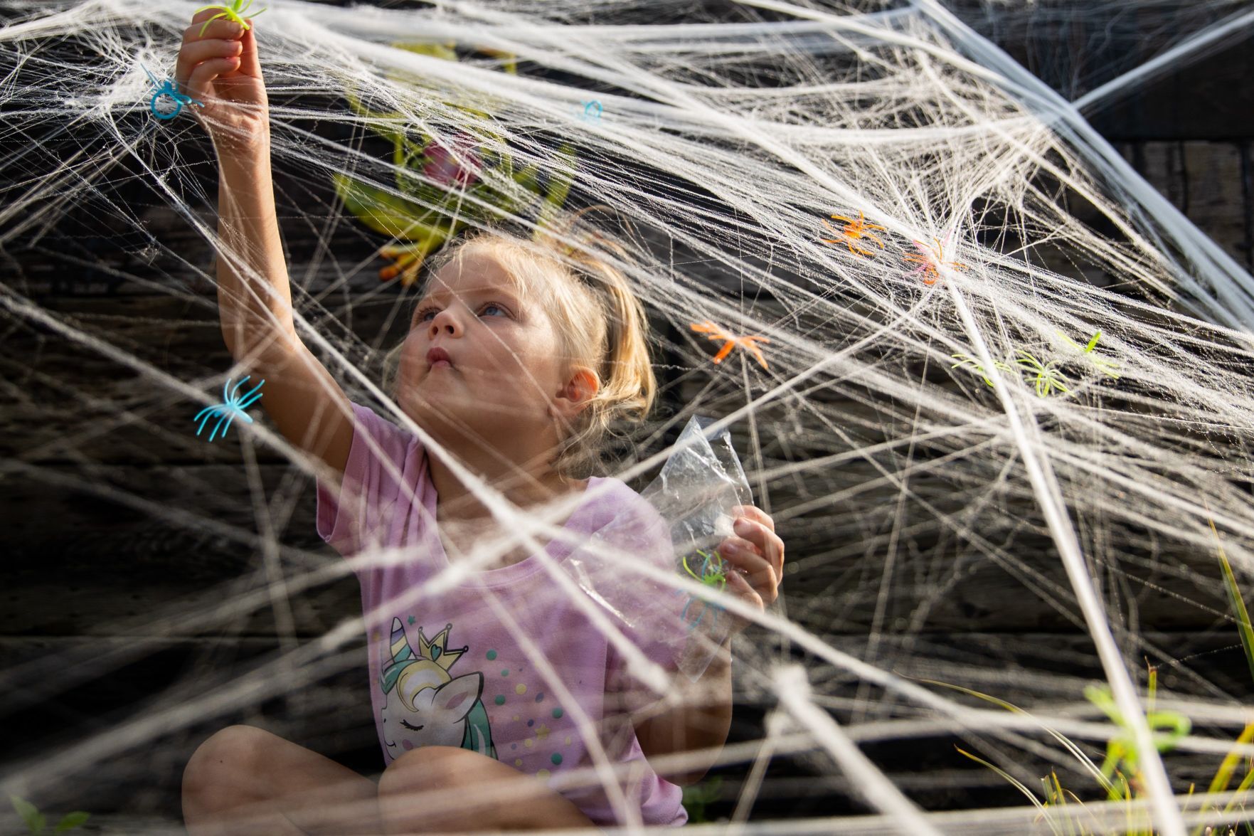 Spider Web